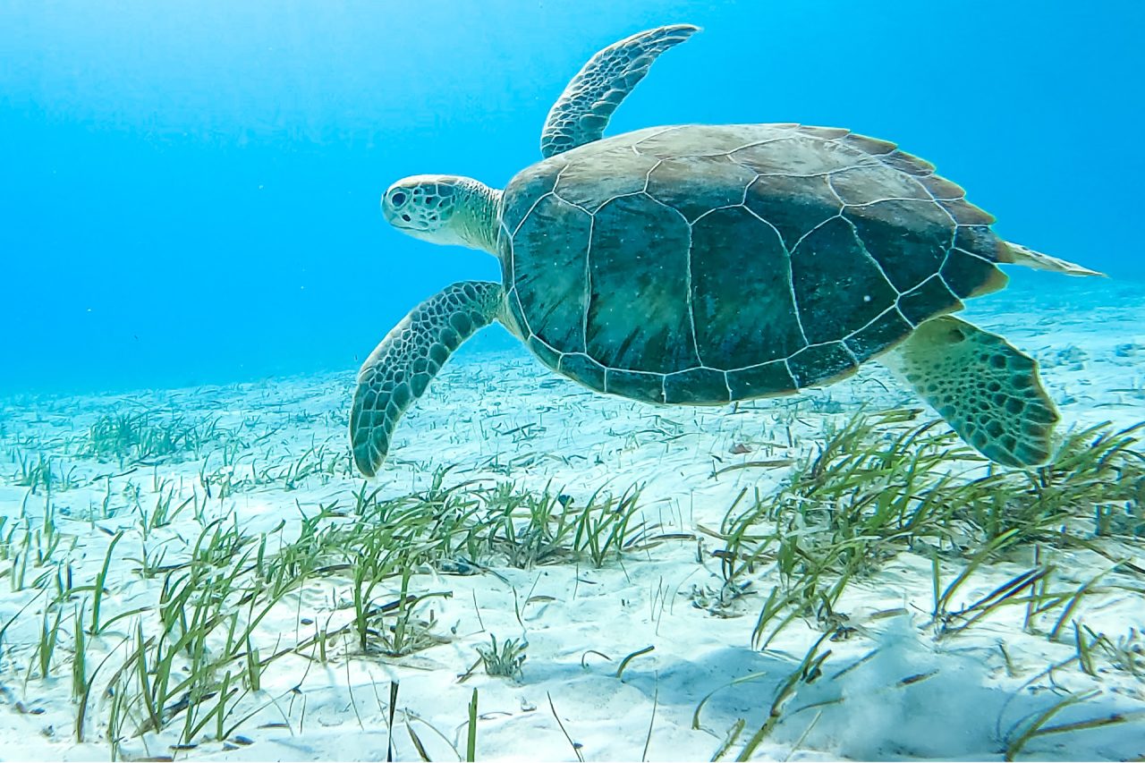 Turtle swimming in clear blue water representing Dream Yacht sustainability