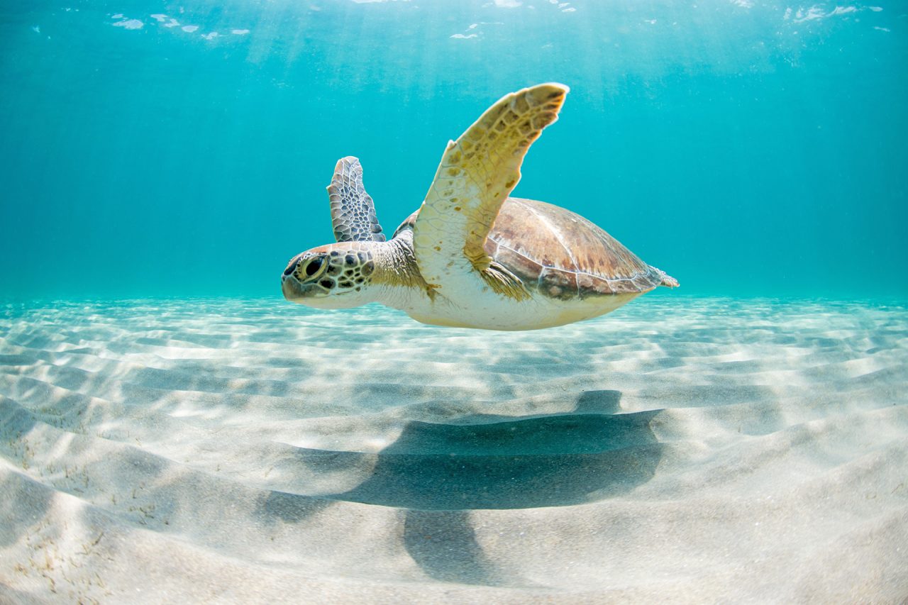 Turtle swimming in clear water above a white sandy sea floor